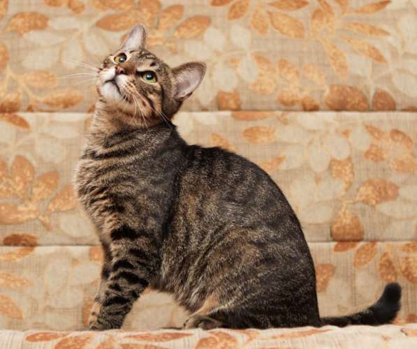 Кошечка Мотя мечтает о доме!