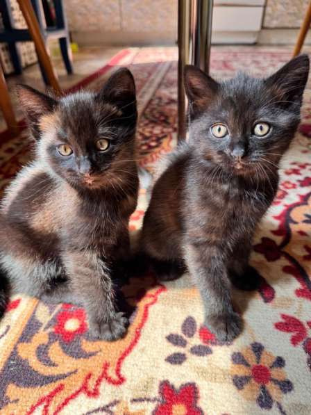 Котята бесплатно в Иванове фото 3