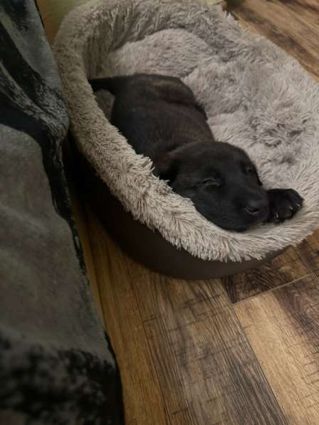 Щенок в Новороссийске