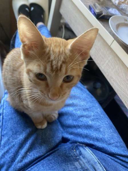 Продам котёнка