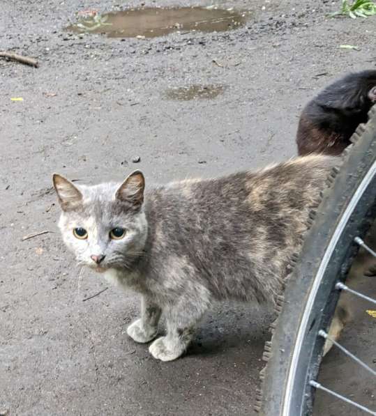 Трехцветная кошечка погибает на улице в Москве фото 3