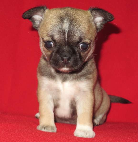 Чихуа девочка в Санкт-Петербурге фото 5