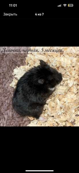 Сирийские и джунгарские хомяки с клетками в Москве фото 5