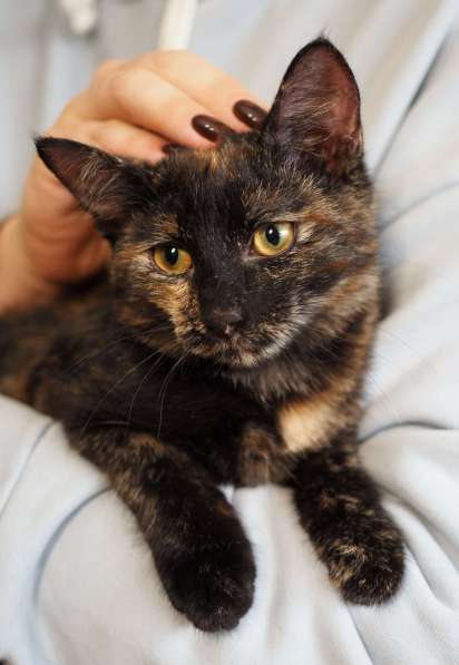 Трехцветный котёнок Пеппи в добрые руки в Москве фото 4