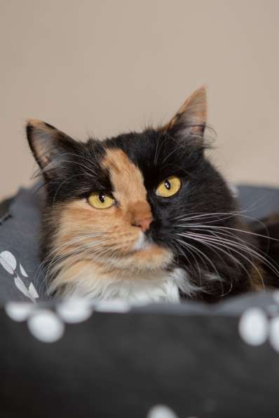 Роскошная трехцветная пушистая кошка Аргентина в Москве фото 9