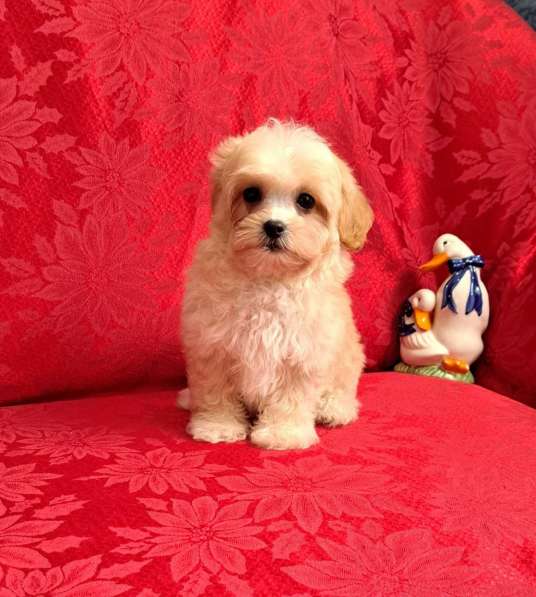 Maltipoo F - 1. Boy в 