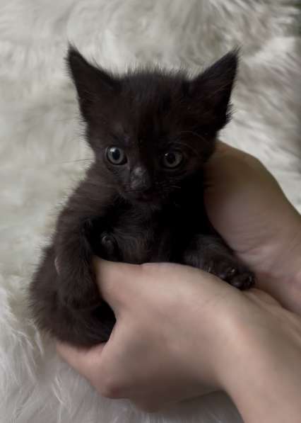 Отдаю котят в добрые руки❤️ в Железноводске фото 3