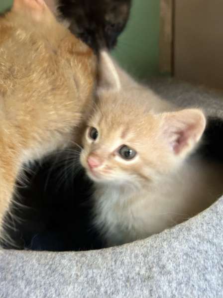 Отдам котят в добрые руки! в Самаре фото 4