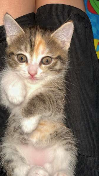 Отдам котят