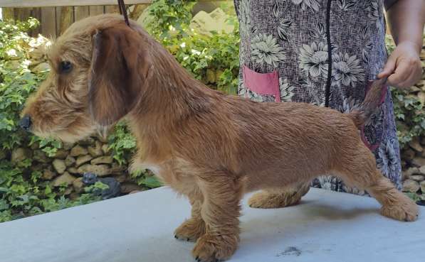 Щенки таксы в Темрюке