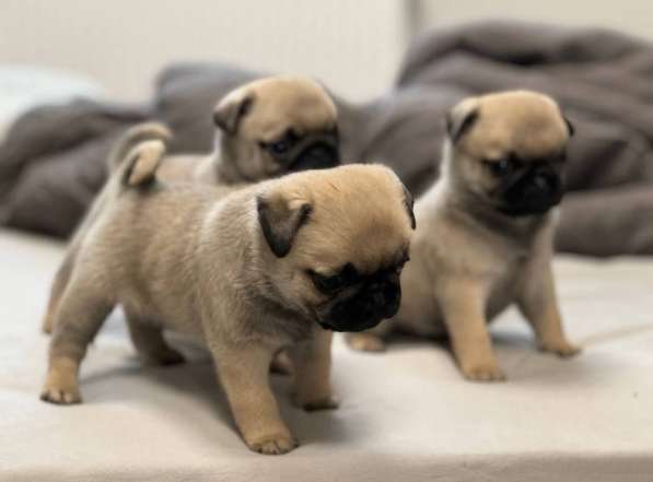 Щеночки мопса