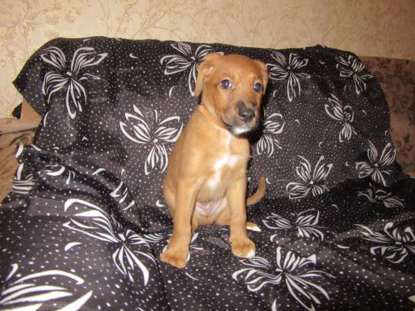 Отдам щенков в Алексине фото 8