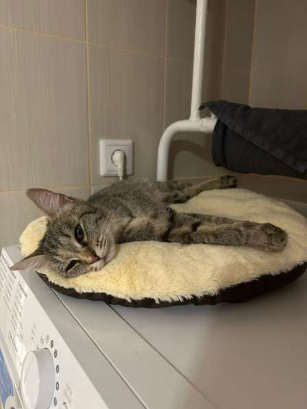 Кошка Маруся ищет любящих хозяев!