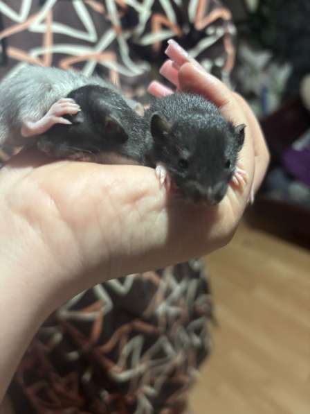 Маленькие крысята ищут домик