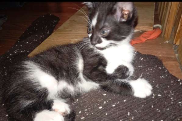 Котята бесплатно в Краснодаре фото 3