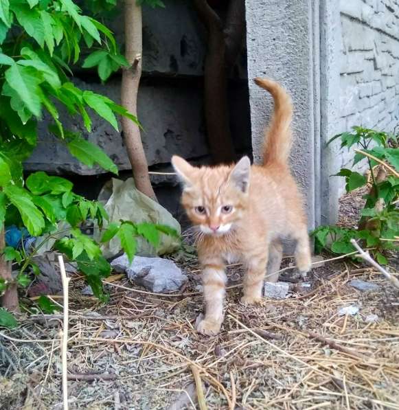Подарю котенка