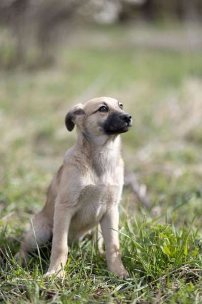 Ласковые щенята в Санкт-Петербурге фото 11