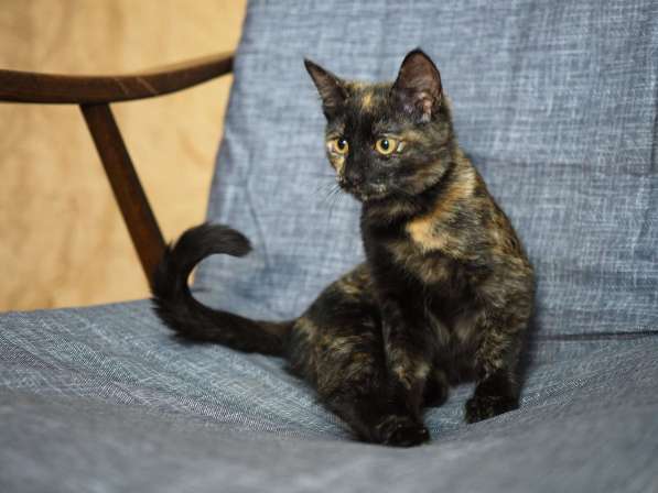 Трехцветный котёнок Пеппи в добрые руки в Москве фото 7