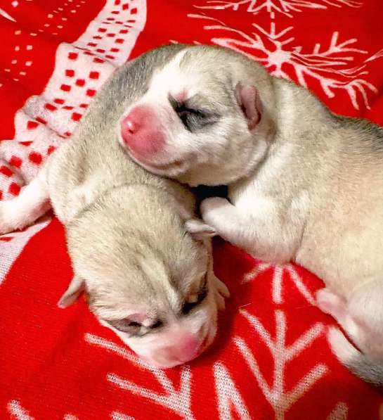 Открыта бронь на щенков хаски в Москве фото 26