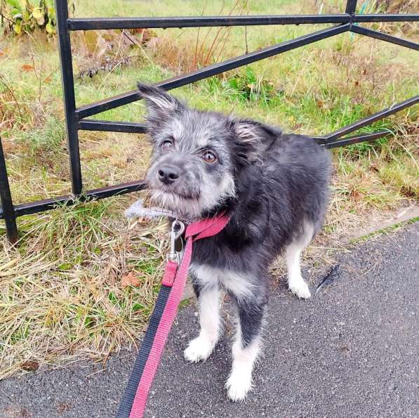 Маленькая собачка-домовёнок в Санкт-Петербурге