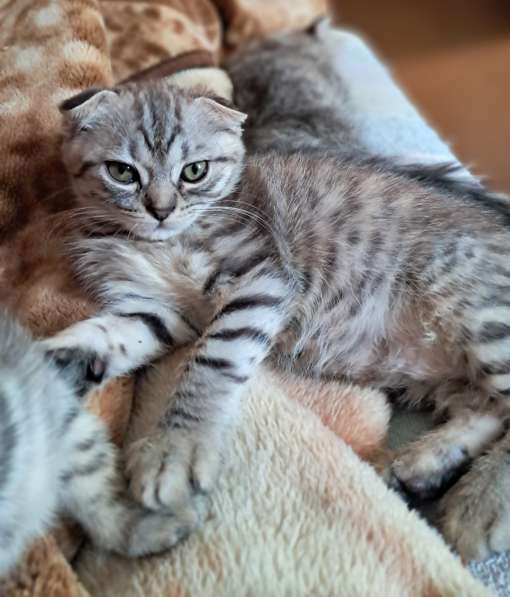 Продаются шотландские котята в 