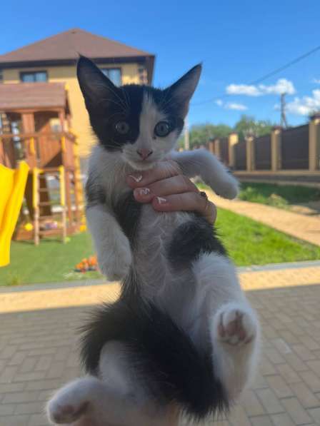 Продам котенка