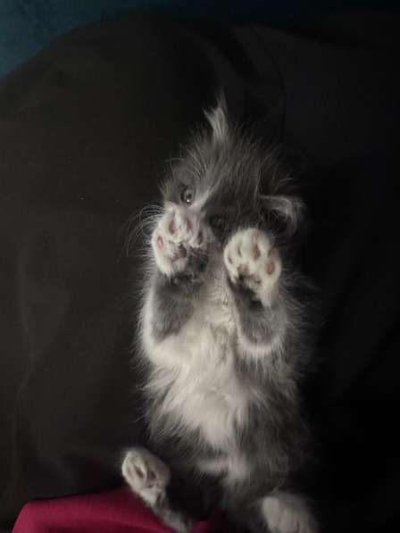 Котенок в Грозном