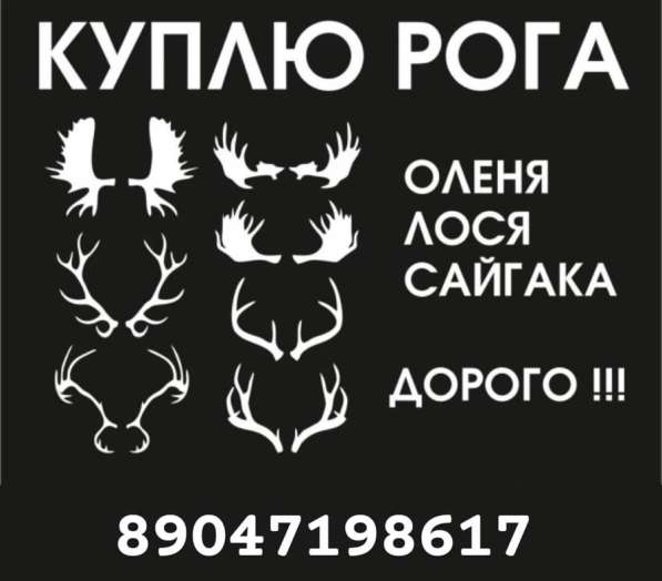 Куплю рога лося, оленя