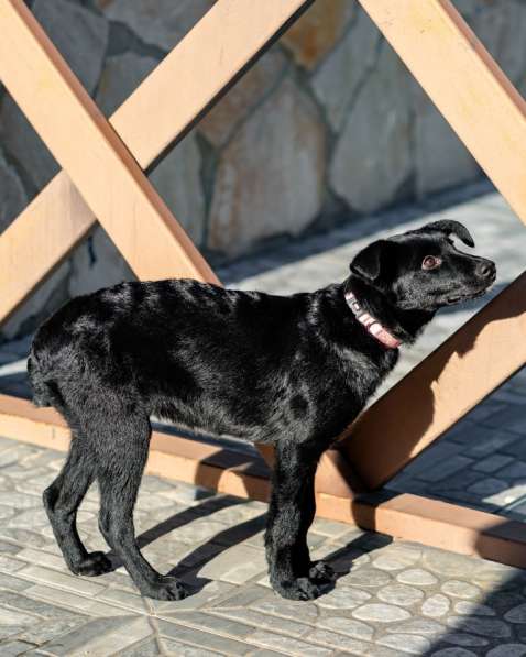 Маленькая Молли ищет свой дом! в Москве фото 3