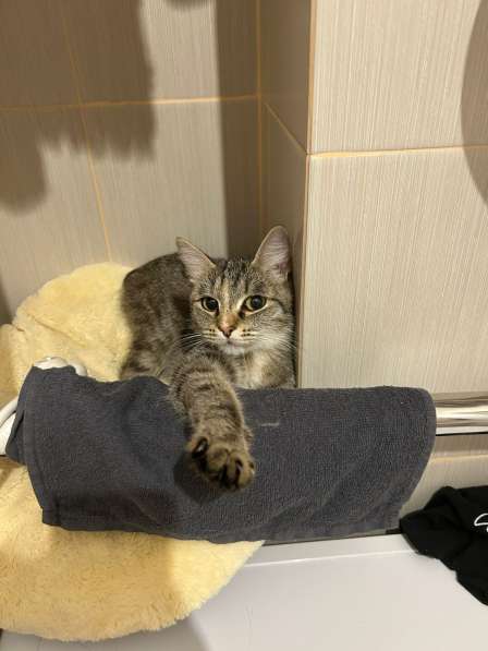 Кошка Маруся ищет любящих хозяев! в Новосибирске