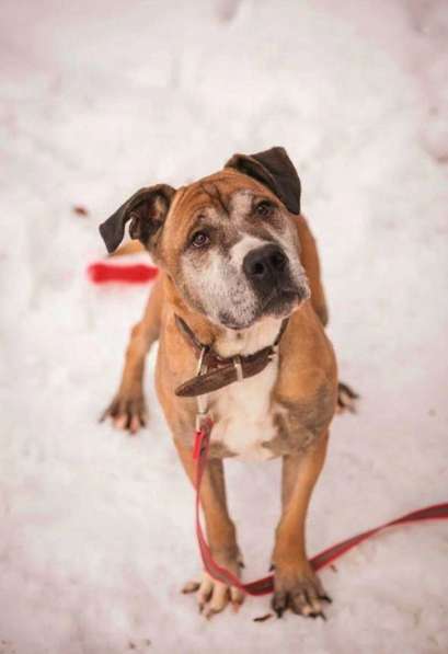 Кадебо даром ТИБУЛ