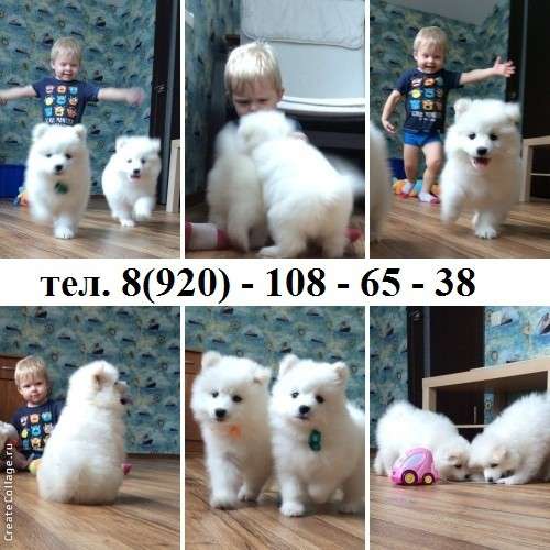 Щеночки Самоедской лайки Белоснежные в Котласе