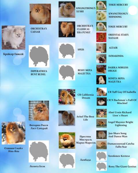 Шпиц девочка из питомника Санрэйз Пом в