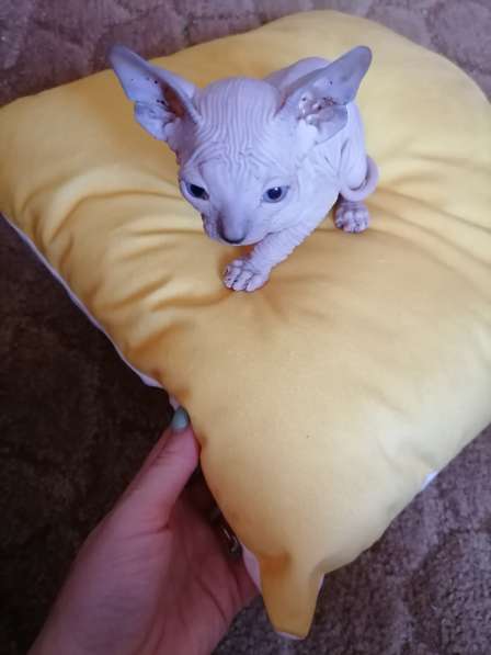 Канадский сфинкс в Краснодаре фото 17