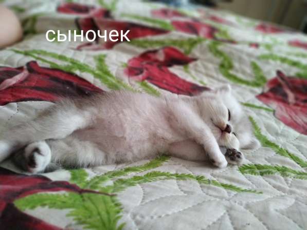 Чистокровные британские котята драгоценного окраса в Ярославле