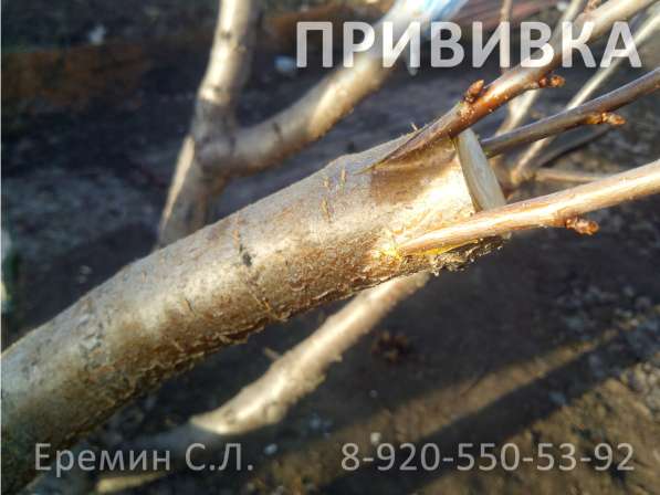 Зимняя обрезка плодовых деревьев в Белгороде фото 15