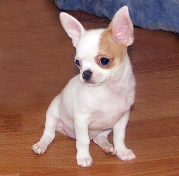 Чихуахуа, яркие, нарядные щенки в Москве