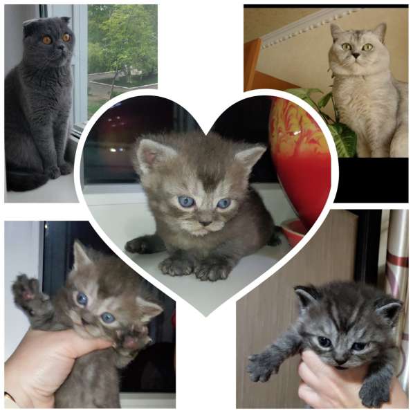 Продам шотландского котика в фото 3