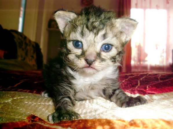 Кудрявые котята в Краснодаре фото 6