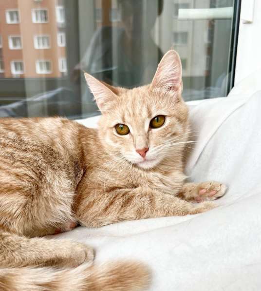 Кошка Ириска – удивительно умная рыжая девочка в дар в Москве