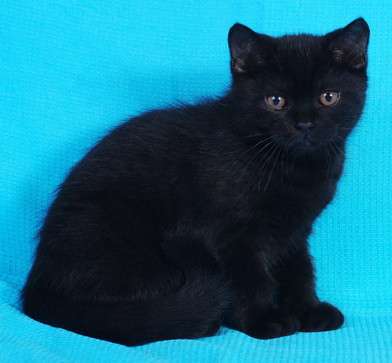 Черные британские котята - кошка