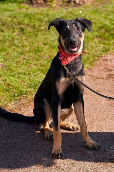 Щенок мальчик ищет дом в Санкт-Петербурге фото 4