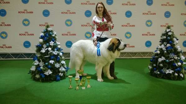 Pyrenean Mastiff в фото 3