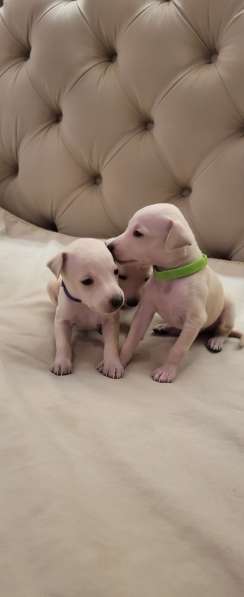 Левретка. Щенок. От супер-титулованной папы. Уникальных окра в Саратове фото 10