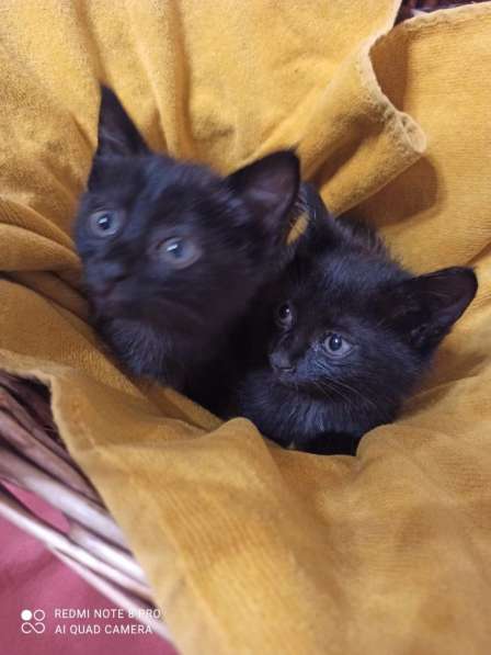 Черные котята в Краснодаре фото 3