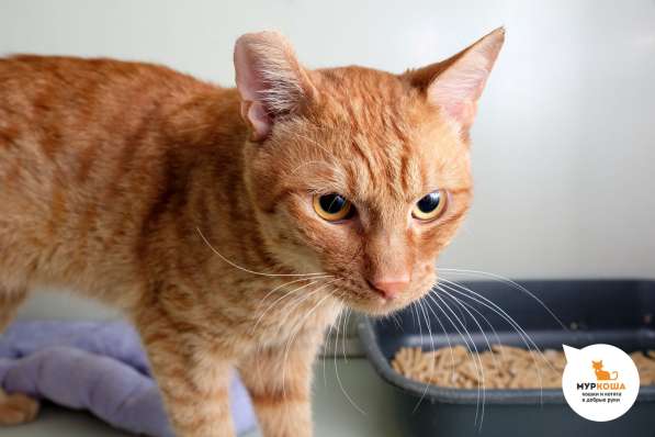 Котик Бобик в Москве