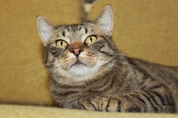 Тигран Потапыч, настоящий полосатый кот. В добрые руки