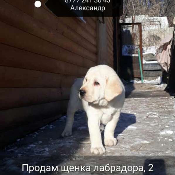 Продам щенка Лабрадора с документами в Барнауле