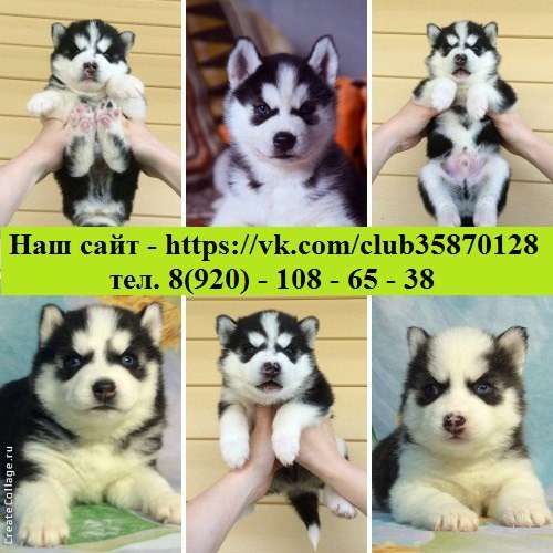 Щеночки Хаски Черно-белые голубоглазые в Уфе