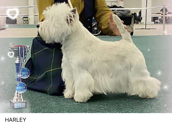 West Highland White Terrier в фото 4